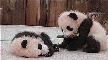 panda-bears-free-animated-gameznet 02.gif